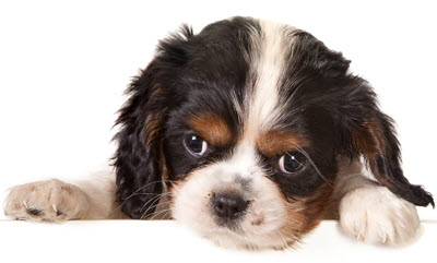 Puppy