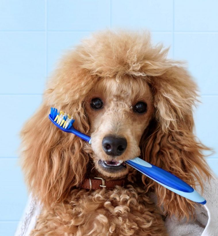 Dog with Toothbrush Dog with Toothbrush